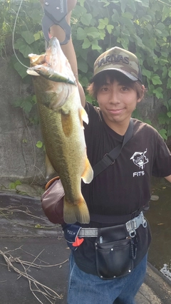 ブラックバスの釣果