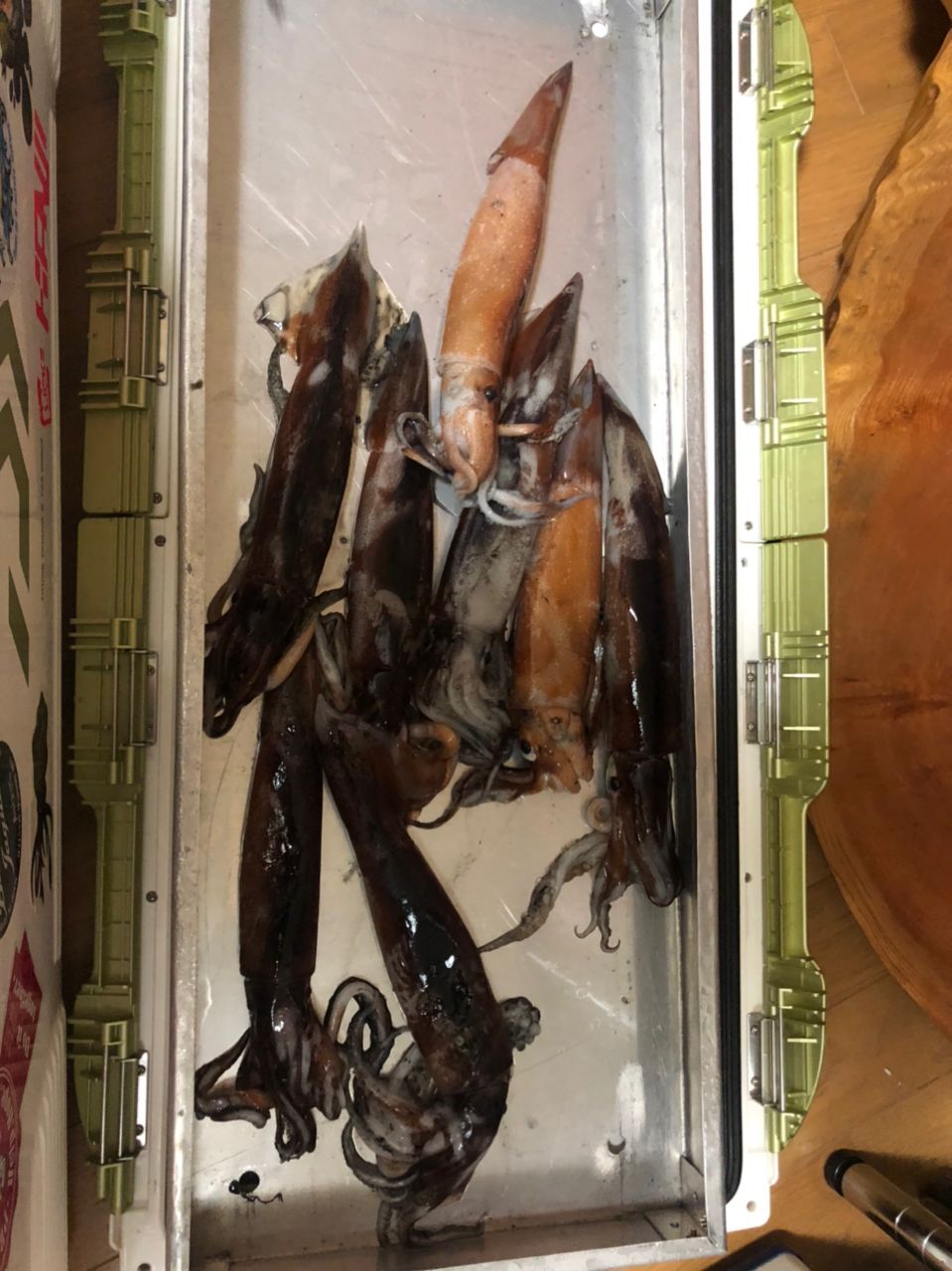スルメイカ