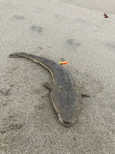 マゴチの釣果