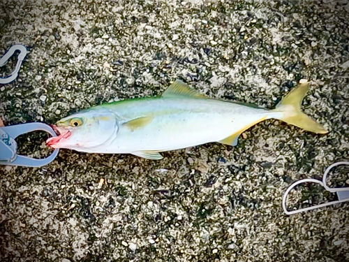 ツバスの釣果