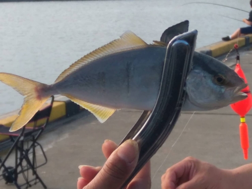 ショゴの釣果