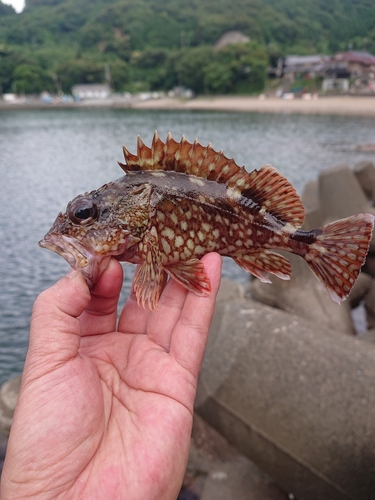 カサゴの釣果