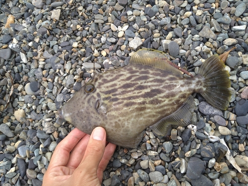 カワハギの釣果