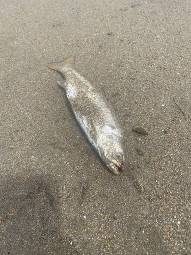 アメマスの釣果