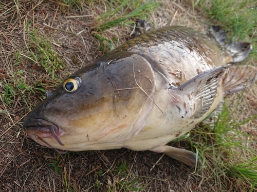 コイの釣果