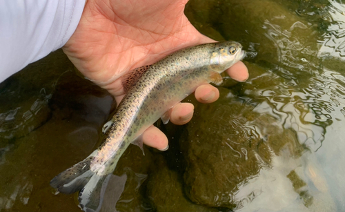 ニジマスの釣果