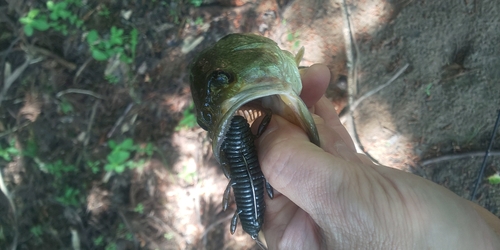 ブラックバスの釣果