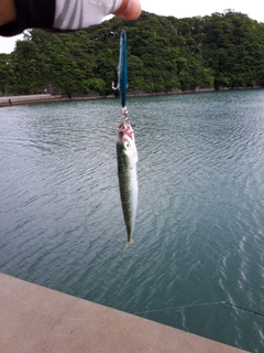 サバの釣果