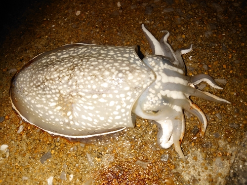 シリヤケイカの釣果