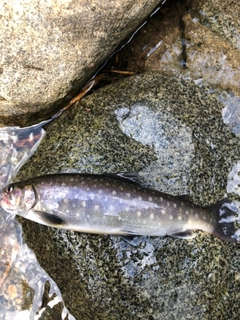 イワナの釣果