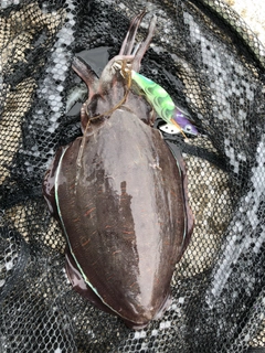 モンゴウイカの釣果