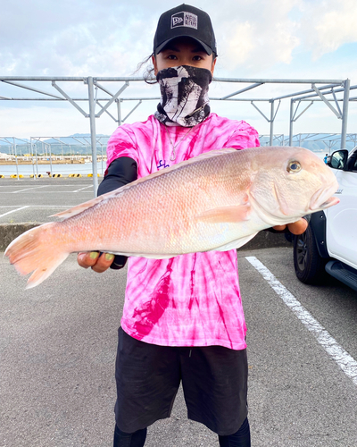 シロアマダイの釣果