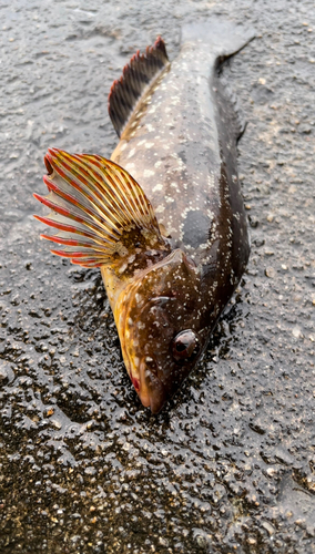 クジメの釣果