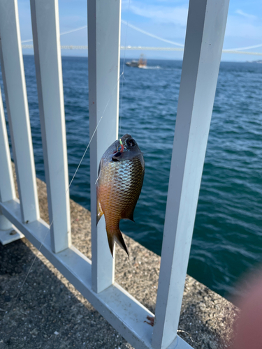 スズメダイの釣果