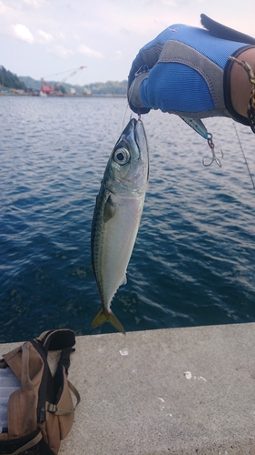 サバの釣果