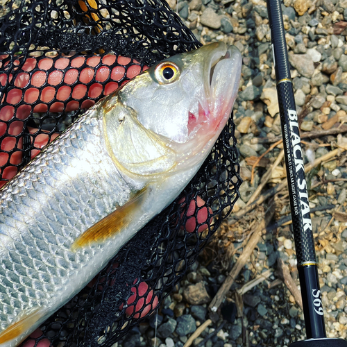 ケタバスの釣果