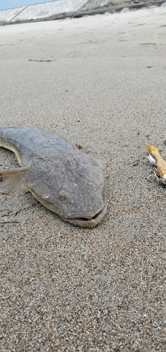 マゴチの釣果