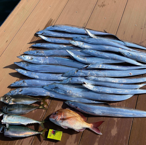 タチウオの釣果