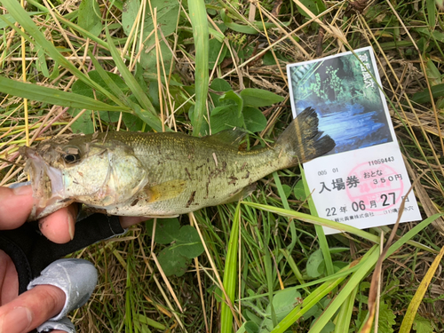 ブラックバスの釣果