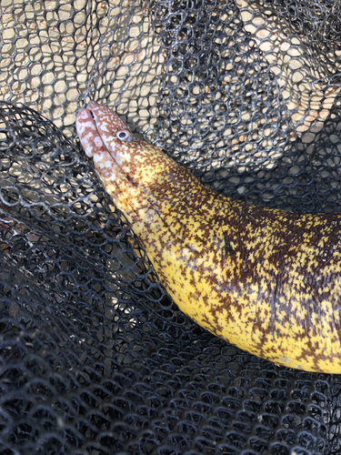 ウツボの釣果