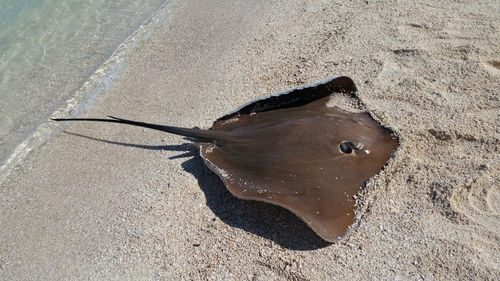 アカエイの釣果