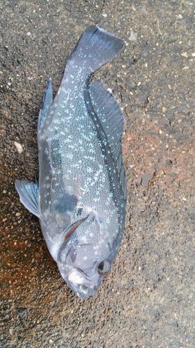 タカバーミーバイの釣果