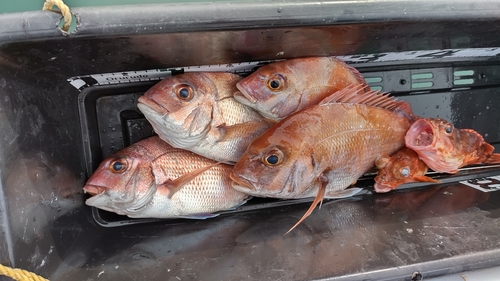 マダイの釣果