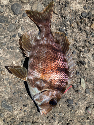 メイチダイの釣果