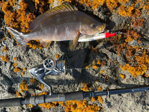 イサキの釣果