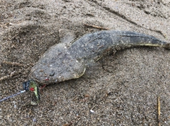 マゴチの釣果