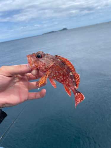 フエフキダイの釣果