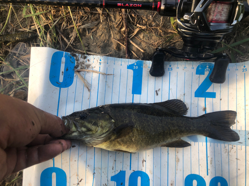 スモールマウスバスの釣果