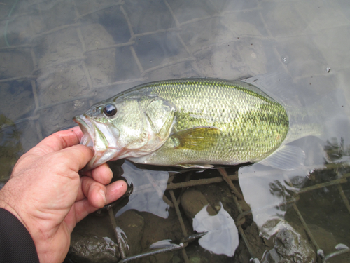 ラージマウスバスの釣果