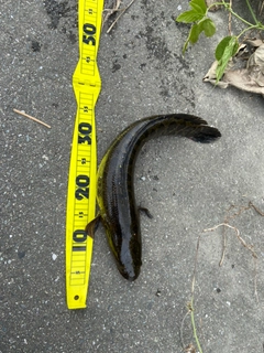 ライギョの釣果