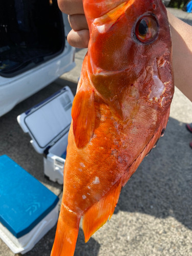 アカハタの釣果