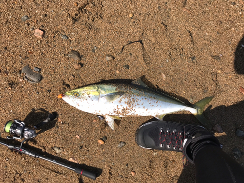 メジロの釣果