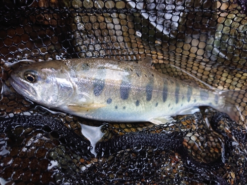 ヤマメの釣果