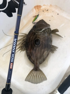 マトウダイの釣果