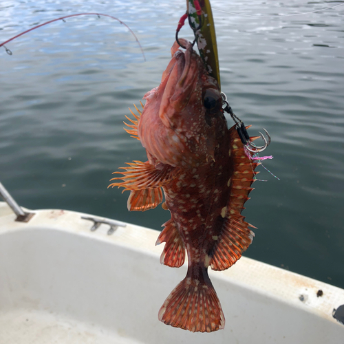 アラカブの釣果