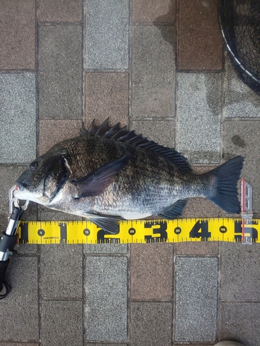 クロダイの釣果