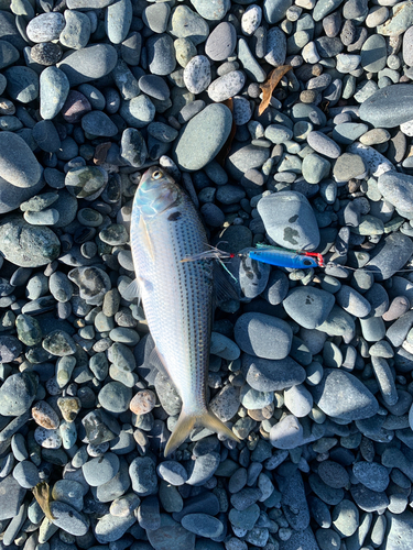 コノシロの釣果