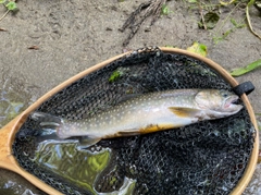 イワナの釣果