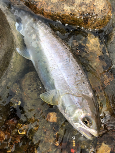 ヤマメの釣果