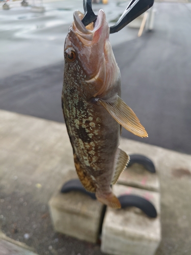 アイナメの釣果