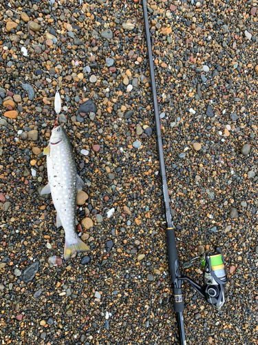 アメマスの釣果