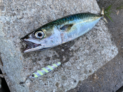 サバの釣果