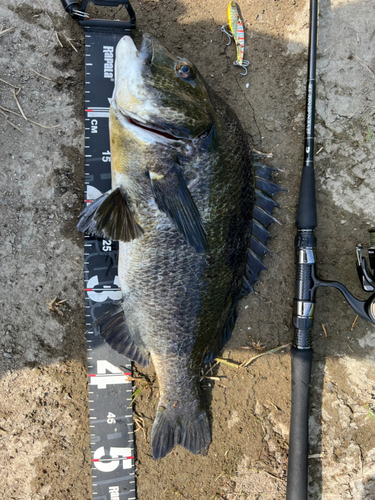 クロダイの釣果