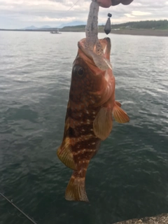 アコウの釣果