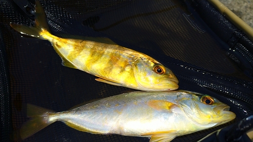 ショゴの釣果