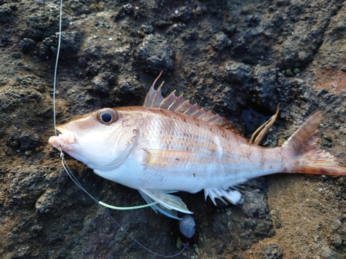 フエフキダイの釣果